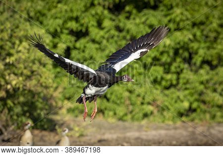 Spur Wing Goose Taking Off With Green Bush In The Background In Chobe River In Botswana