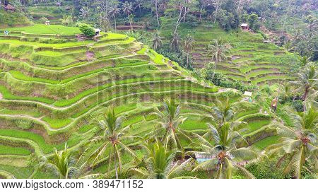 Provide Beautiful Scenes Of Rice Paddies And Their Innovative Irrigation System. Known As The Subak,