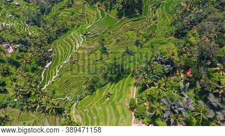 Provide Beautiful Scenes Of Rice Paddies And Their Innovative Irrigation System. Known As The Subak,
