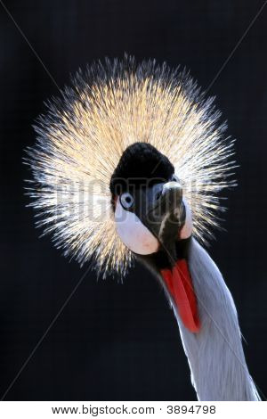 gekrönte Kran Vogel