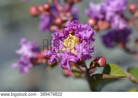 Pink Crepe Myrtle - Latin Name - Lagerstroemia Indica