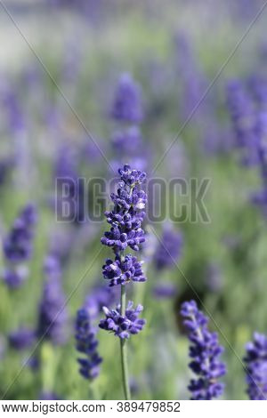 English Lavender Hidcote - Latin Name - Lavandula Angustifolia Hidcote