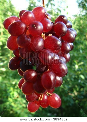Uva roja