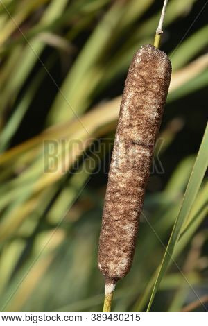 Narow-leaf Cattail - Latin Name - Typha Angustifolia