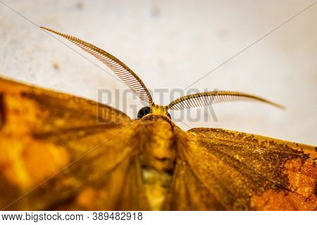 Orange Moth (angerona Prunaria) Macro On The Wall At Night