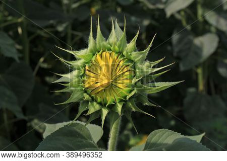 Unopened Immature Green Sunflower In The Field