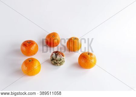 Moldy Rotten Orange Tangerine Surrounded Of Fresh Fruits On A White Background, Spoiled Fruit, Bad O