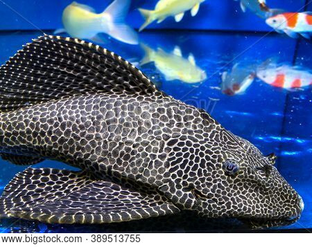 A Huge Antenna Catfish, Ancistrus Dolichopterus Or Antenna Armor Catfish In The Aquarium.