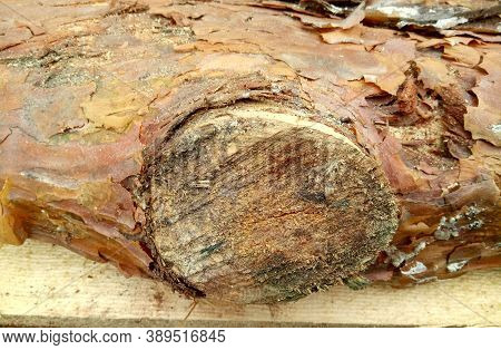 Texture Of A Pine Log Knot With Bark Close - Up