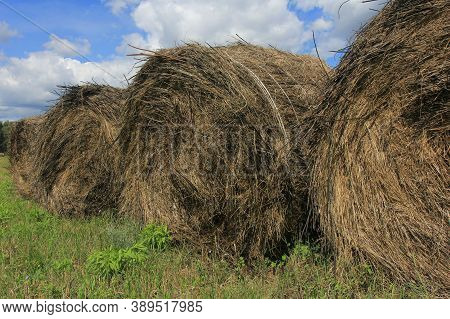 Hay Rolled Up In The Field Is Prepared For The Winter