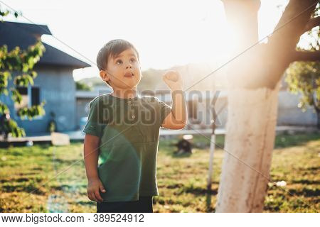 Caucasian Small Boy Holding An Apple And Looking Up At The Tree During A Walk With Parents On Childr