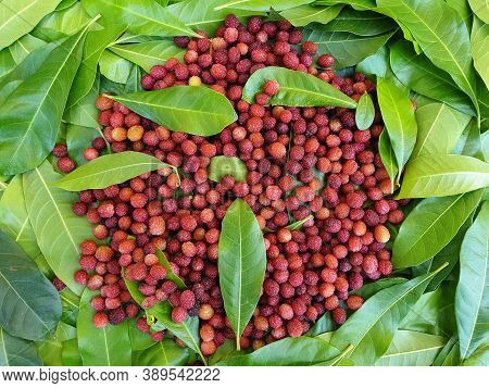 Natural Fruit - High Angle View Of Myrica Esculenta (kafal) With Leaves In Hilly Region Of India, Ka