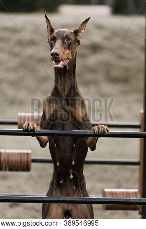 Doberman portrait. Doberman on the training ground. Doberman pinscher brown. Close-up portrait of a 