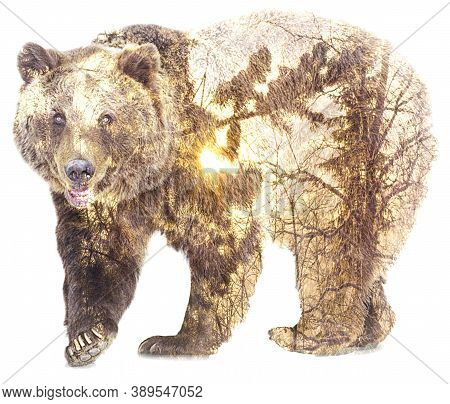 Double Exposure Silhouette Of A Brown Bear In The Sun In The Forest
