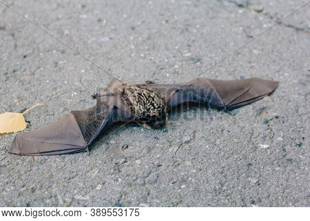 The Bat Lies On The Asphalt. A Mouse With Black Wings Fell To The Ground. Disease Carrier