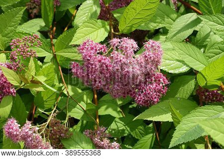 Closed Buds And Opened Pink Flowers Of Japanese Meadowsweet In June