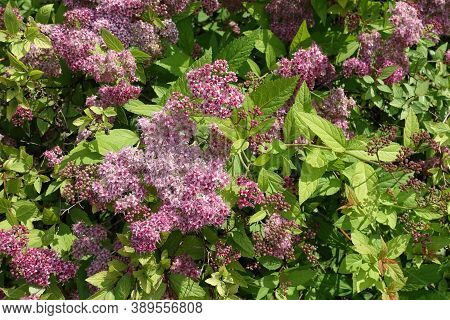 Dozens Of Pink Flowers Of Japanese Meadowsweet In June