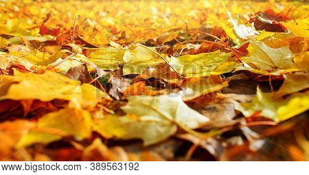 Fallen Autumn Foliage. Background From Multicolored Maple Leaves, Selective Focus, Blur. Photo At An