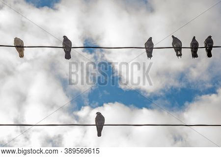 Birds On Elecricity Wires Against Blue Sky. One Bird Outside The Group. Concept Of Job Vacancy. Busi