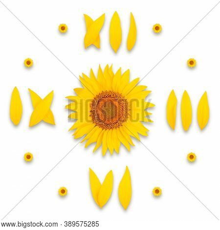 Sunflower Clock Dial On White Background, Isolate, Numbers 3, 6, 9, 12 Are Laid Out From Sunflower P
