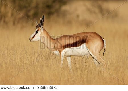 A springbok antelope (Antidorcas marsupialis) in grassland, Mokala National Park, South Africa