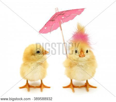 Two chicks one crazy chick with weird pink hair and paper parasol umbrella