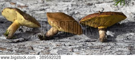 The Collected Mushrooms Are Laid Out On A Wooden Texture. Autumn Still Life. Soft Light.