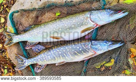 Northern Pike - Esox Lucius. Fish on landing net. Fishing catch from Radbuza river in southwest Bohemia. Angling in Czech Republic. 