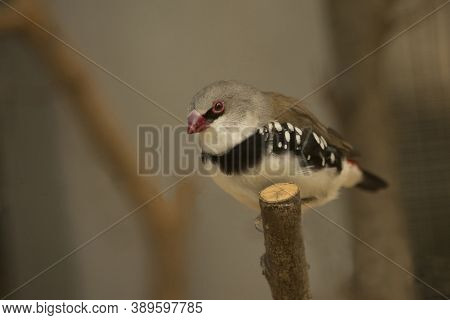 The Diamond Firetail (stagonopleura Guttata) In Zoo.