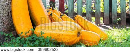 Yellow Squash. Fresh Yellow Zucchini At Green Grass Garden. Vegetable Marrow Courgette Or Zucchini.
