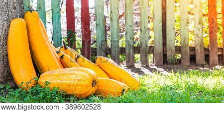 Yellow Squash. Fresh Yellow Zucchini At Green Grass Garden. Vegetable Marrow Courgette Or Zucchini.