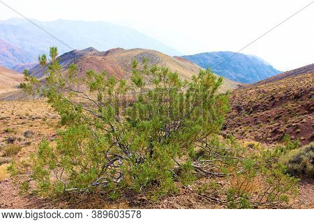 Creosote Bush On An Arid Desert Plateau Surrounded By Barren Mountains Taken In Death Valley, Ca