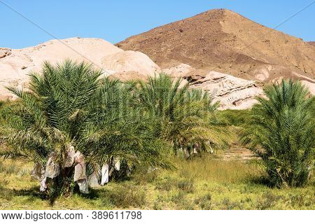 Date Fruits Wrapped Up For Protection From The Elements On Date Palm Trees Which Are Ready For Harve