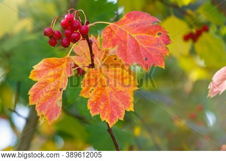 Autumn Hawthorn Branch With Red Berries And Yellow Green Leaves On A Blury Background. Autumn Leaf C