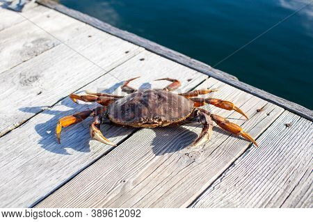 Looking Down At The Carapace Of A Male Dungeness Crab In A Crab Trap On A Wharf In Sechelt, British-
