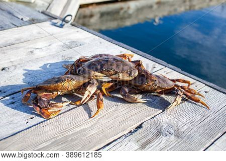 Looking Down At The Carapace Of A Male Dungeness Crab In A Crab Trap On A Wharf In Sechelt, British-