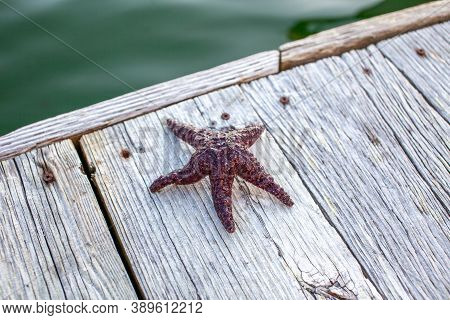 A Ochre Starfish (purple Sea Star) Found On A Dock In British-columbia\'s Sunshine Coast.