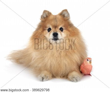 Bourke Parrot And Spitz In Front Of White Background