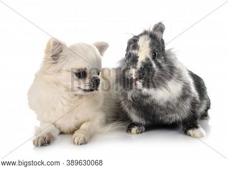 Lionhead Rabbit And Chihuahua In Front Of White Background