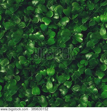 Seamless Pattern Green Grass Texture Background. Starweed -winterweed, Chickweed, Satinflower, Stell
