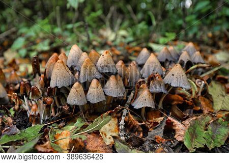 Group Of Brown 'conocybe' Mushrooms With Long, Thin Stipe And Narrow Riffled Cap Growing In Forest