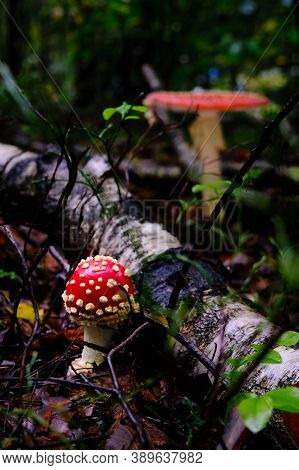 Multiple Red Mushroom, Open And Closed With White Dots, Red Amanita, Fly Agaric. Dark Scene On A Wet