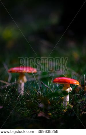 Multiple Red Mushroom With White Dots In A Ray Of Sunlight, Red Amanita, Fly Agaric. Dark Scene On A