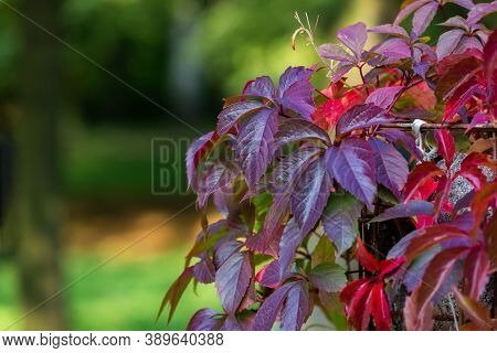 Five-finger Ivy Or Virginia Creeper Close-up. Autumn Plant In The Garden. Purple Leaves Background. 