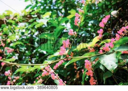 Pink Flower On Tree With Beautiful At Sunlight.