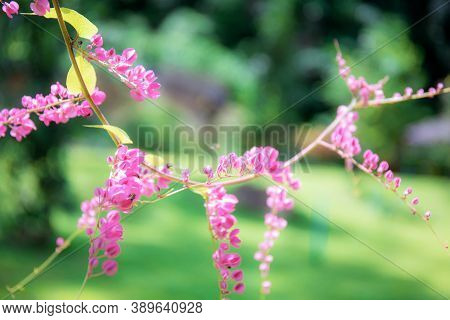 Pink Flower In The Garden With Beautiful Of Nature.