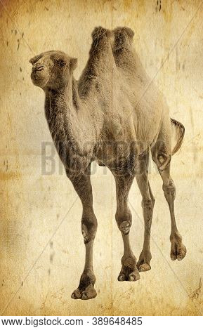 The Old Photo Camel Isolated. Sellective Focus