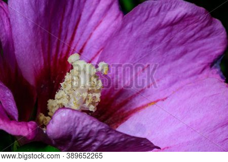 Side View Of Large Hibiscus Flower. Veiny Purple Petal Structure. Macro Closeup Shot Of Honey Flower