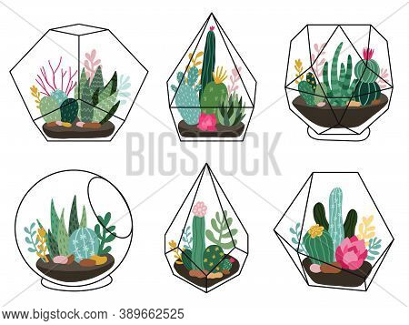 Terrarium Plants. Geometric Succulent, Cactus Terrariums, Hand Drawn Terrariums With Exotic Plants, 