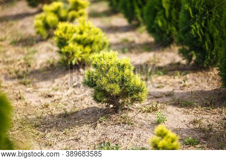 Rows Of Young Conifers In Greenhouse With A Lot Of Plants On Plantation